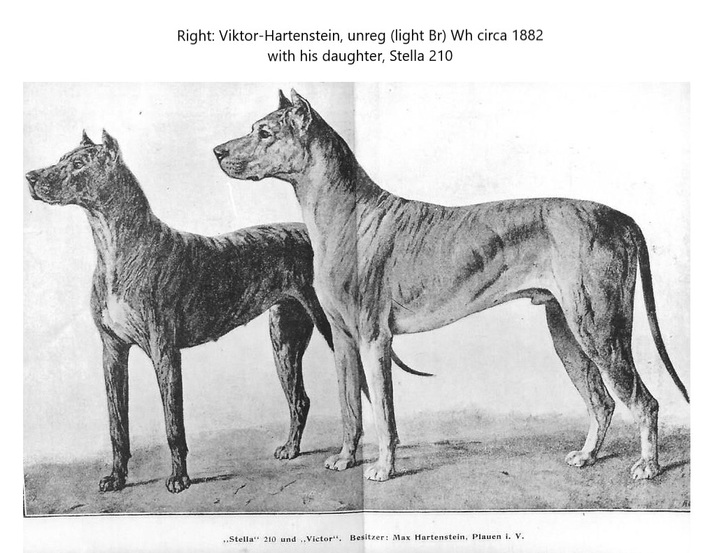Stella and Victor